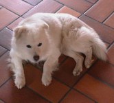 voila mon chien